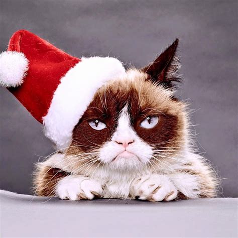 Christmas grump | Grumpy cat christmas, Cute animal drawings, Silly cats