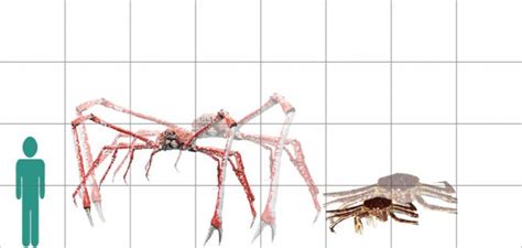 Japanese Spider Crab Compared To Human