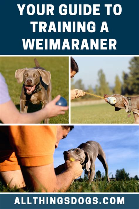 Weimaraner Training in 2020 | Dog training, Weimaraner dogs training, Positive reinforcement dog ...