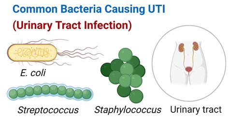 Common Bacteria Causing UTI (Urinary Tract Infection)