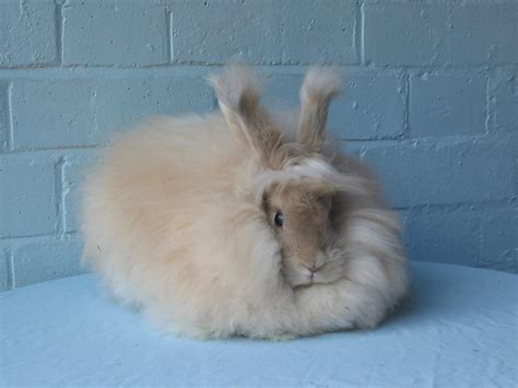 Cream English Angora rabbit - UK National Angora Rabbit Club