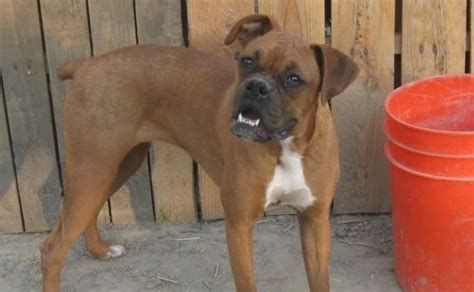 7 Things You Didn't Know about the Miniature Boxer