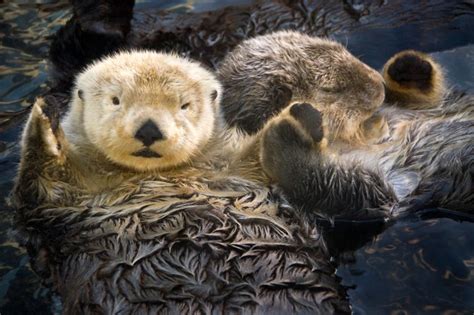 Sea Otters | PHOTOS: The 15 Cutest Endangered Animals in the World ...