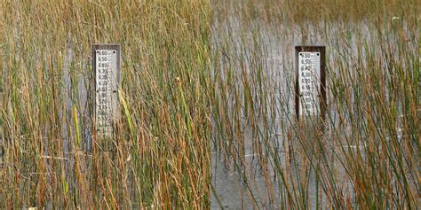 From trickle to torrent: What’s up with water levels at Everglades ...