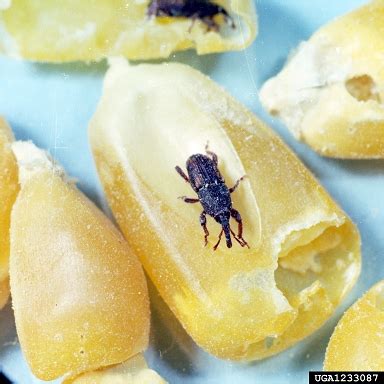 Grain weevils - Plant & Pest Diagnostics