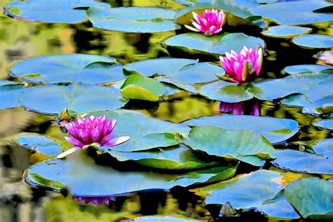 In Bloom: Water Lilies — Seattle Japanese Garden