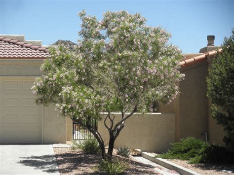 Bubba Desert Willow (flowering) - Womack Nursery