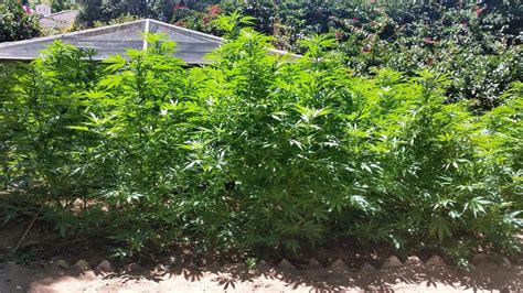 Two arrested on drug-trafficking and cultivation of dagga in Constantia | Accidents.co.za ...