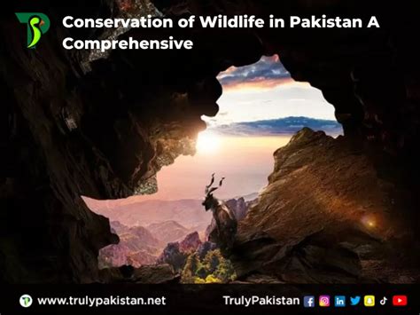 Conservation Of Wildlife In Pakistan A Comprehensive Overview ...