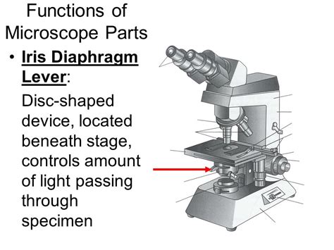 Microscope Diaphragm Function