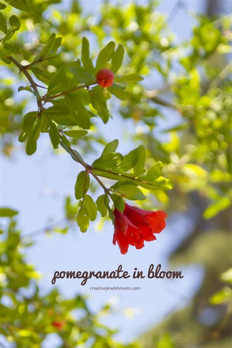 Pomegranate Trees In Bloom In Northern Israel - creative jewish mom