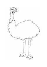 Emu coloring Pages  Free Coloring sketch template