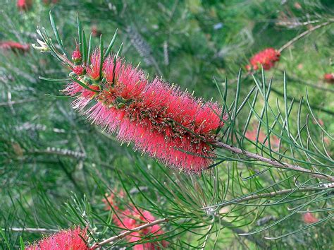 Callistemon pinifolius (J.C.Wendl.) Sweet 1826 (MYRTACEAE) | Myrtaceae ...