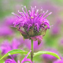 Monarda didyma - Bee Balm Seeds – Stocks & Green