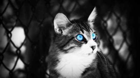 Cat With Blue Eyes Wallpapers - Wallpaper Cave