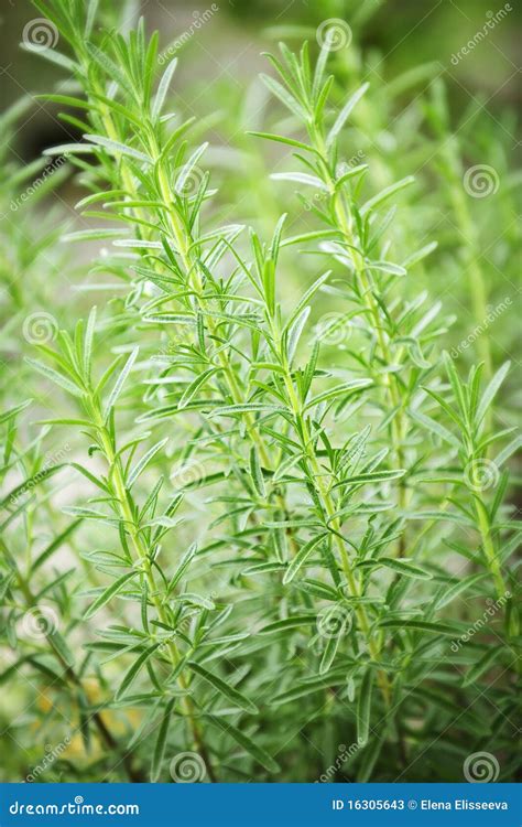 Rosemary herb plants stock image. Image of vegetable - 16305643