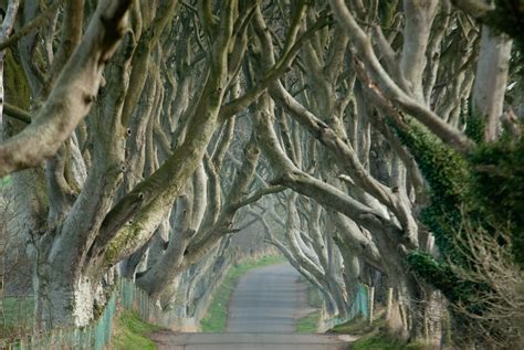 The Dark Hedges, Northern Ireland