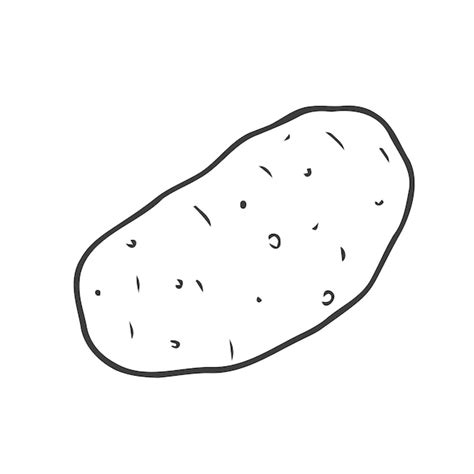 Premium Vector | Potato tuber vector outline drawing of a vegetable on ...