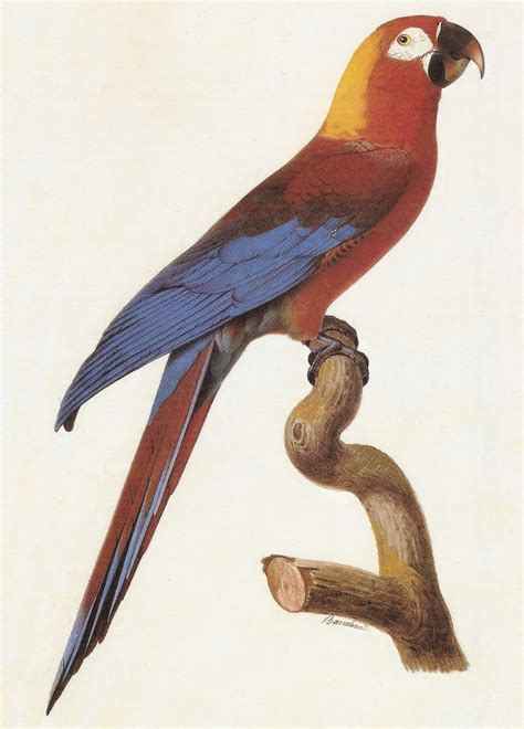 Fossil Matter: Ara tricolor: Cuba's extinct endemic macaw