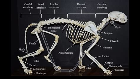 Cat skeleton: overview | Atlas of Comparative Vertebrate Anatomy