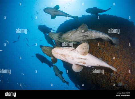 Goliath grouper during spawning aggregation between the months of August and October Stock Photo ...