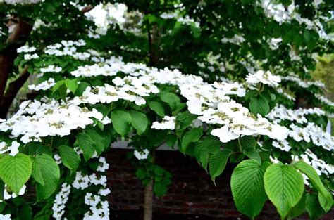 White Kousa Dogwood Tree • Traveling with Purpose : Traveling with Purpose