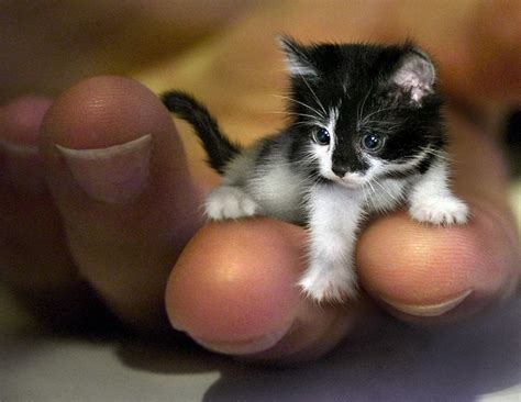 Amazing World: 10 Smallest Animals From All Over the World
