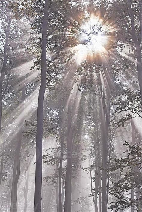 Sun rays in forest 11724835 Stock Photo at Vecteezy