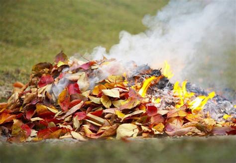 What You Need to Know Before Burning Leaves at Home | Fall yard work, Yard work, Leaves