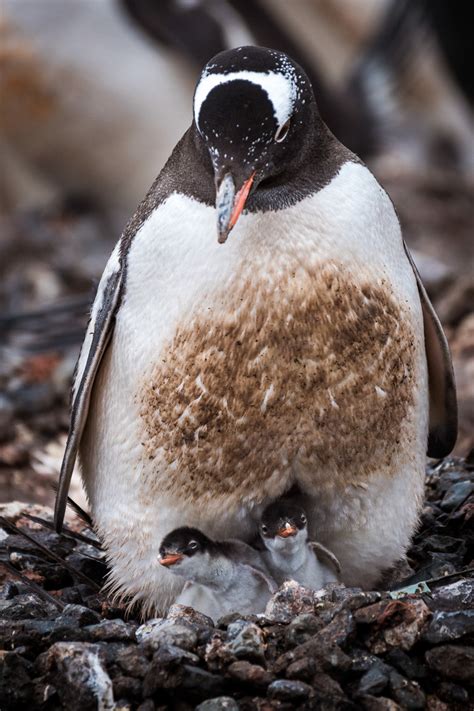 WILDLIFE OF ANTARCTICA on Behance