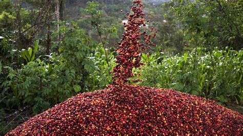 Why Guatemala's Coffee Is So Special