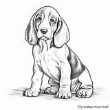Basset Hound Coloring Pages  Free & Printable sketch template
