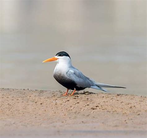 Black-bellied tern | Birds of India | Bird World