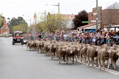 23rd Irish Woolfest Celebrated In Boorowa | The Hilltops Phoenix - Hilltops Region News and ...