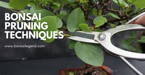 Bonsai Pruning Techniques | Bonsai Legend