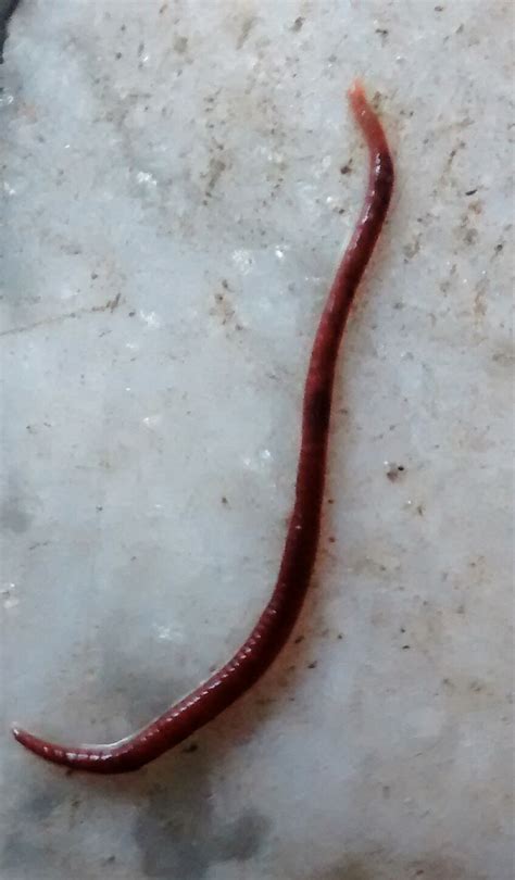 species identification - Please help me to identify this red worm - Biology Stack Exchange