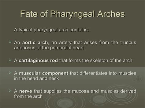 Embryology of branchial arches applied anatomy by osama elhamzawy