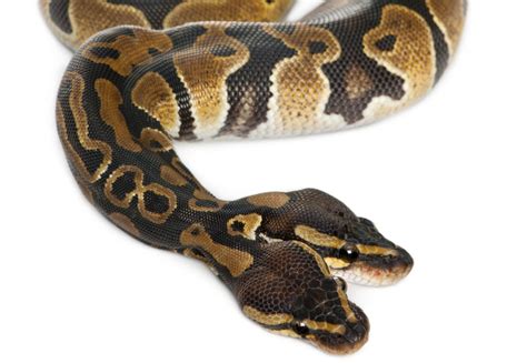 7 Weird Facts About Snakes