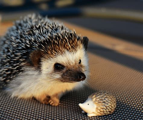 Facts About Pet Hedgehogs