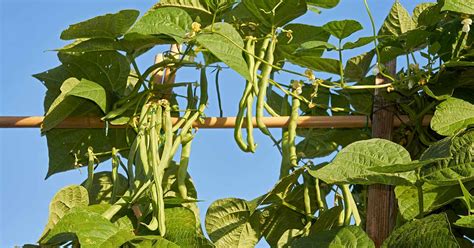 How to Plant and Grow Pole Beans | Gardener’s Path