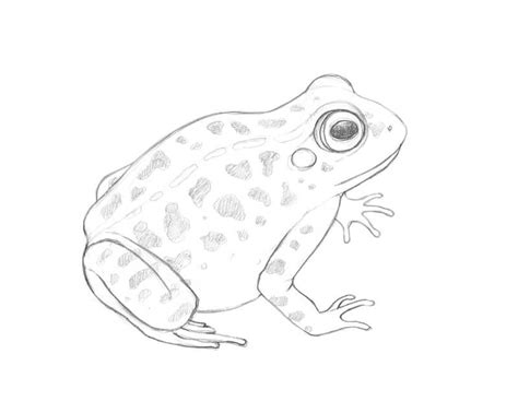 How to Draw a Frog with Graphitint Pencils | Frog drawing, Frog sketch ...