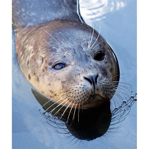 Mablethorpe seal sanctuary | Steve | Flickr