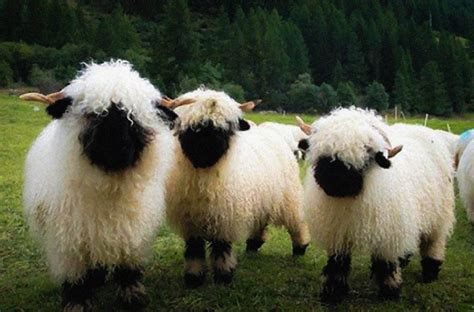 Valais Blacknose Sheep Association of North America – The cutest sheep ...