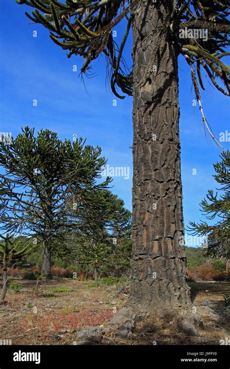 Araucaria, Monkey Puzzle Trees, forest near lake Alumine, Patagonia Argentina Stock Photo - Alamy