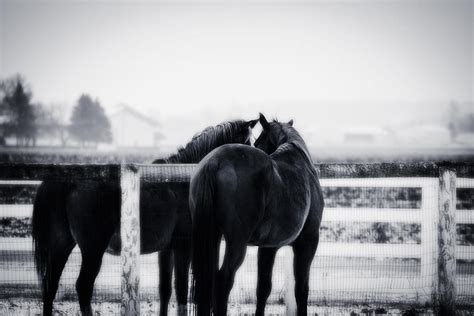 Two Horses Meeting Photograph by Toni Thomas - Fine Art America