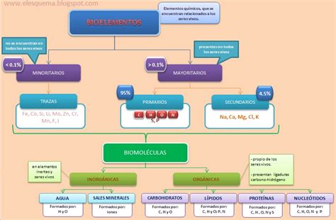 Las Biomoléculas | Esquemas, diagramas, gráficos y mapas conceptuales.