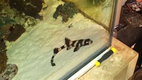 Baby Bamboo Shark in Reef tank - YouTube