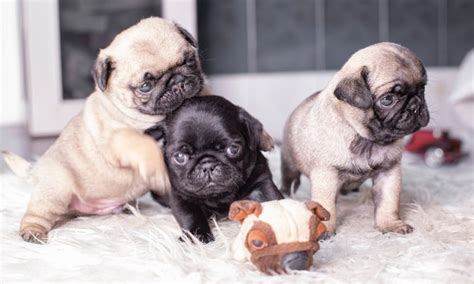 What is a Teacup (or Toy) Pug? - Boogie the Pug