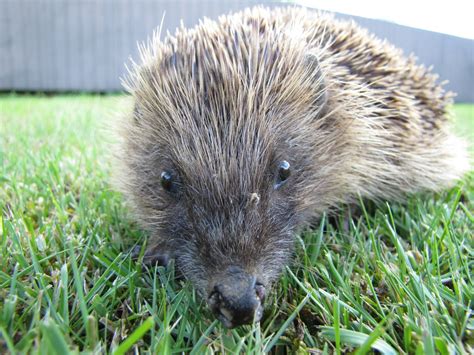 photographing New Zealand: hedgehogs in the garden