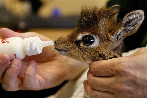 Feeding a baby giraffe : r/aww